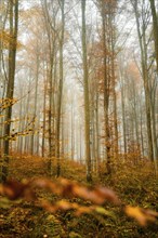 Misty autumn forest with tall trees and golden leaves under a hazy sky, Gechingen, Black Forest,