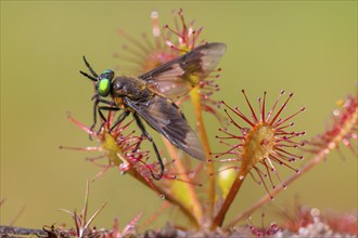 Oblong-leaved sundew (Drosera intermedia), with insect as prey, with a twin-lobed deerfly (Chrysops