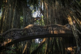 Bridge in the jungle, lianas in the jungle, Sacred monkey forest, Ubud, Bali, Indonesia, Asia