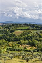 Hilly landscape, cypress (Cupressus), olive, olive tree (Olea europaea), weather, clouds, sky, San