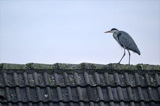 Grey heron (Ardea cinerea), adult bird on a house roof, Oberhausen, Ruhr area, North