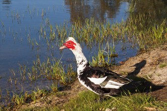 A duck standing on the bank of a body of water with green vegetation, Muscovy duck, Muscovy duck