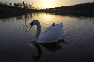 Mute swan (Cygnus olor), pair, at sunset, subsidence area, Bottrop, Ruhr area, North