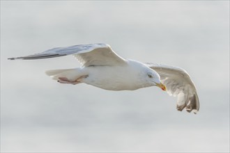 Herringgull (Larus argentatus) flies along the cliffs. Camaret, Crozon, Finistere, Brittany,