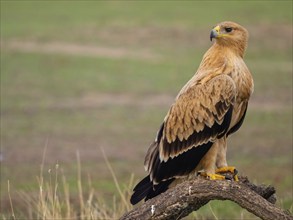 Spanish imperial eagle (Aquila adalberti), El Millaron Imperial Eagle Hid, Salorino, Extremadura