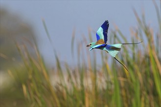 Abyssinian roller (Coracias abyssinica), Kuntaur rice fields, Kuntaur, South Bank, Gambia, Africa