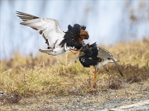 Ruff (Calidris pugnax) two males in breeding plumage at lek, fighting over female, Pokka, Finnish