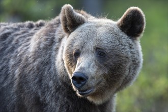 European brown bear, Karelia, Finland, Europe