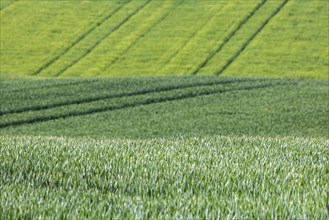 Cereal fields in spring with vehicle tracks in the fresh green, Neckarwestheim, Baden-Württemberg,