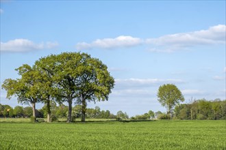 Trees standing on a green field under a blue, slightly cloudy sky, Münsterland, North