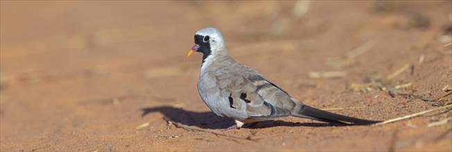 Cape Dove, (Oena capensi), Road N4 to Kaolack, Firgui, Senegal, Africa