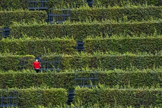 Green façade, made of over 30, 000 hornbeams forming a hedge a good 8 kilometres long, on the roof