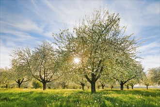 Blossoming apple trees amidst dandelions in the evening backlight, Canton Thurgau, Switzerland,