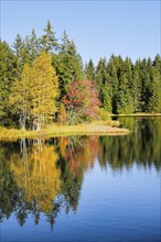 Glorious autumn day on the shores of the moorland lake Étang de la Gruère in the canton of Jura,