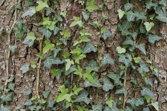 Common ivy on a tree trunk in the forest, Switzerland, Europe