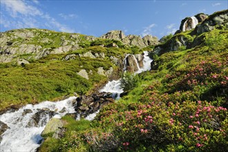 Alpine Wysse stream plunges over boulders into the depths, blooming alpine roses in the foreground,