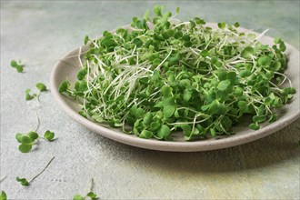 Fresh micro-greenery, on a plate, top view, no people