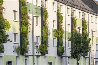 Facade greening on apartment blocks, on Gladbecker Straße, B224, to filter nitrogen oxides and fine