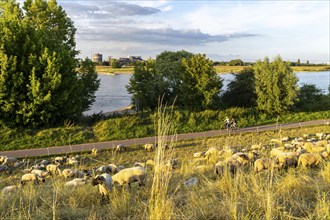 Flock of sheep on the dyke of the Rhine meadows near Duisburg-Baerl, on the other side of the Rhine