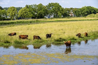 Herd of Hecker cattle in the Kiebitzwiese nature reserve, on the territory of the town of