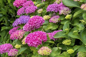 Hydrangea, hydrangea, hydrangea blossom, hydrangea bush, Münsterland, North Rhine-Westphalia,