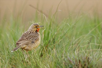 Large-spurred Pipit, cape longclaw (Macronyx capensis), Wakkerstrom surroundings, Wakkerstrom,