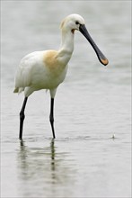 Spoonbill, (Platalea leucorodia), Floating Hide fixed, Tiszaalpár, Kiskunsági National Park,