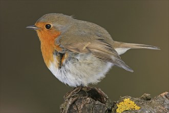 Robin, (Erithacus rubecula), Battenberg, Tiszaalpár, Kiskunsági National Park, Bács-Kiskun,