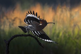 Hoopoe (Upupa epops) Bird of the Year 2022, with caterpillar as prey, erected canopy, sunset,