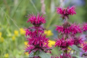 Golden balm (Monarda didyma), also known as Indian nettle or scarlet monard, North