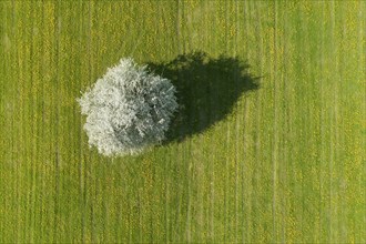 Bird's eye view of blossoming apple tree in meadow, Canton Thurgau, Switzerland, Europe