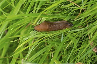 Brown nudibranch in the grass, Rendsburg, Schleswig-Holstein, Germany, Europe