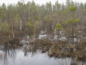 Bogland, with Pine (Pinus sylvestris) and Hairy Birch (Betula pubescens) trees, beside Pokka, May,