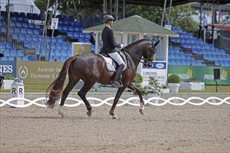 Regina Mistelkamp on Highlander Delight, Para Dressage, German Championships