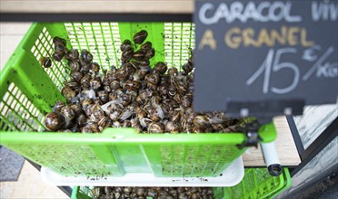 Snails for sale in the historic centre of Burgos, province of Burgos, Castile and Leon, Spain,