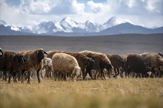 Flock of sheep on a plateau, Ak Shyrak Mountains, near Kumtor, Kara-Say, Tian Shan, Kyrgyzstan,