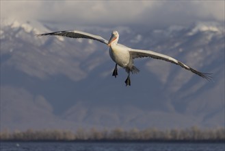 Dalmatian Pelican (Pelecanus crispus), landing, snow-capped mountains in the background,