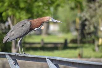 Rufescent tiger heron (Tigrisoma lineatum) in the wild, on a railing, seen in Buenos Aires,