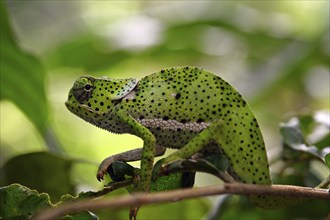 Chameleon (Chamaeleo dilepis), Zanzibar, Tanzania, Africa