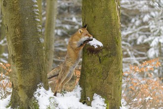 Red fox (Vulpes vulpes), climbs a snow-covered tree in a winter forest, Czech Republic, Europe