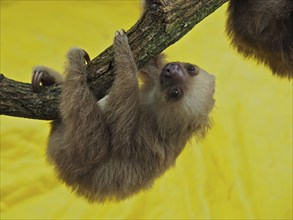 Hoffmann's two-toed sloth (Choloepus hoffmanni), juvenile, captive, Jaguar Rescue Centre, Puerto