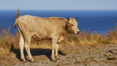 A cow stands on a cliff overlooking the sea and casts a clear shadow, farm animals, Mani Peninsula,