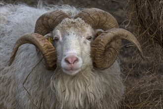 Portrait of a male moorland snook with horn (Ovis aries), Rehna, Mecklenburg-Western Pomerania,