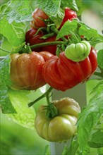 Tomatoes on the vine, August, Germany, Europe