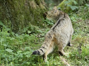 European wildcat (Felis silvestris) standing in a forest meadow, captive, Germany, Europe