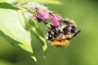 A furry hairy common carder-bee (Bombus pascuorum) hanging upside down on a pink-coloured flower,