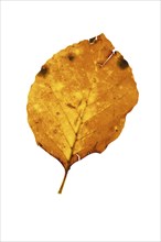 Autumn-coloured leaf of a beech (Fagus sylvatica), copper beech, tree, free-standing, Vechta, Lower