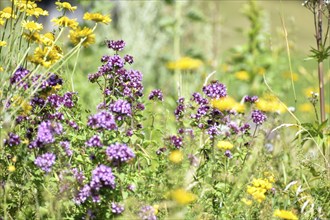 Wildflower garden with wild oregano (Origanum vulgare) and golden marguerite (Cota tinctoria),