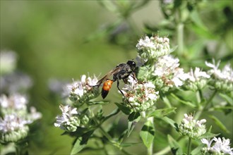 Grasshopper sand wasp, summer, Saxony, Germany, Europe