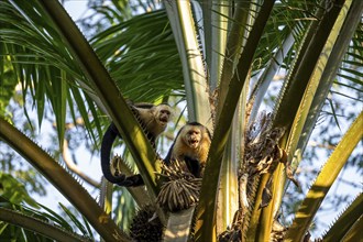 White-headed capuchin (Cebus capucinus) in a palm tree, Osa, Costa Rica, Central America